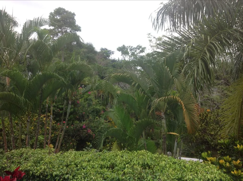 Finca con casa campestre en Pedro Brand - foto 8