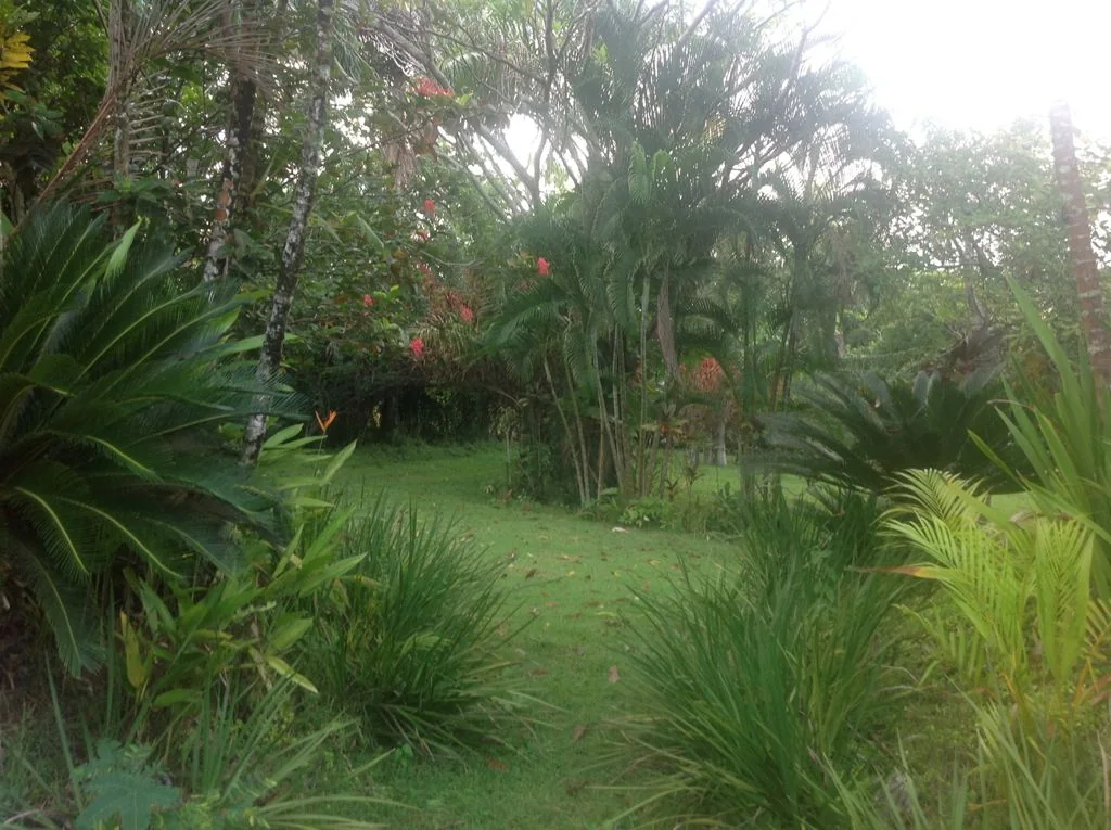 Finca con casa campestre en Pedro Brand - foto 10